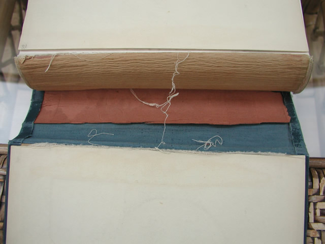 spine